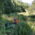 Clearing moth vine