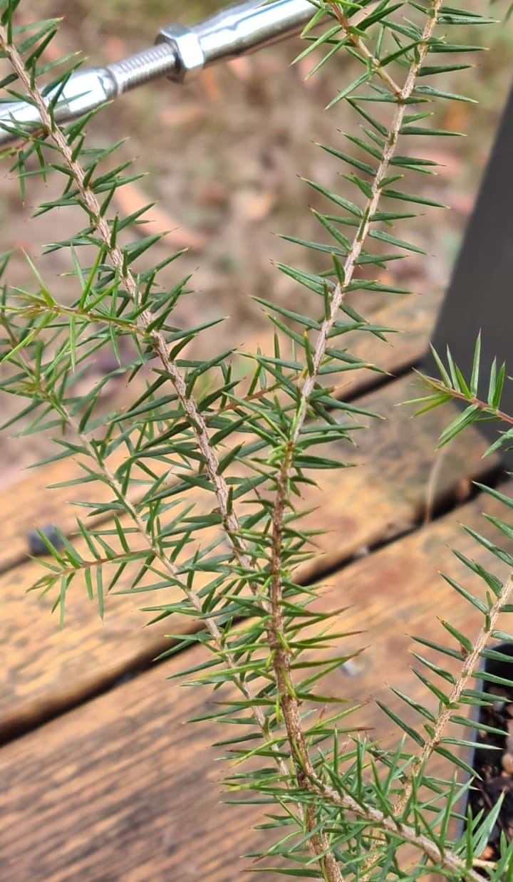 Small shrub plant pack - Image 6