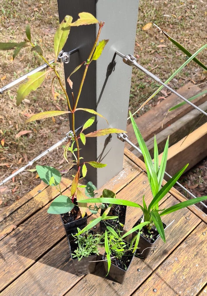 Micro-insect attracting plant pack - Image 3