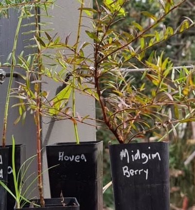 Small shrub plant pack - Image 4