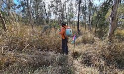 helping habitat for the water mouse