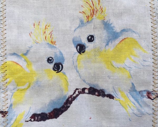 Cockatoo chicks