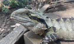 Close up of a water dragon.